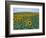 Sunflower Field, Provence, France-Gavriel Jecan-Framed Photographic Print