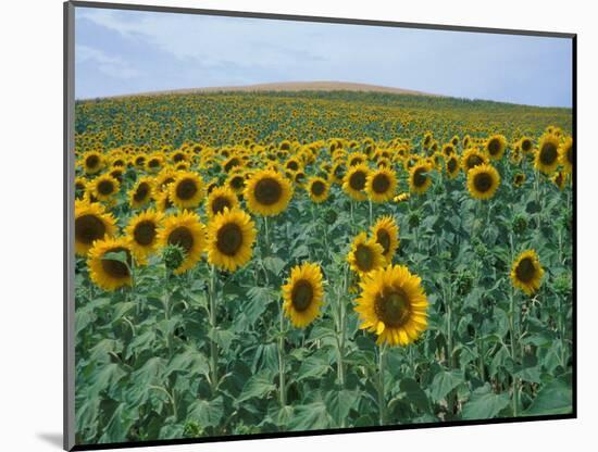 Sunflower Field, Provence, France-Gavriel Jecan-Mounted Photographic Print