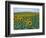 Sunflower Field, Provence, France-Gavriel Jecan-Framed Photographic Print