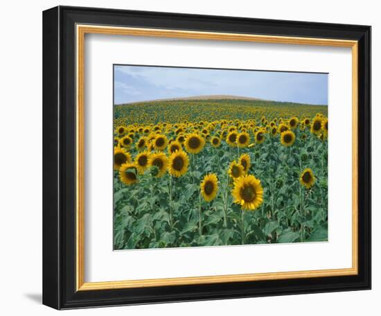 Sunflower Field, Provence, France-Gavriel Jecan-Framed Photographic Print