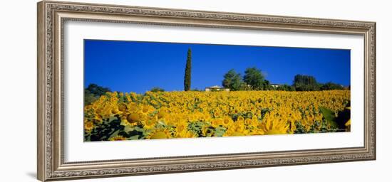 Sunflower Field, Tuscany, Italy, Europe-John Miller-Framed Photographic Print