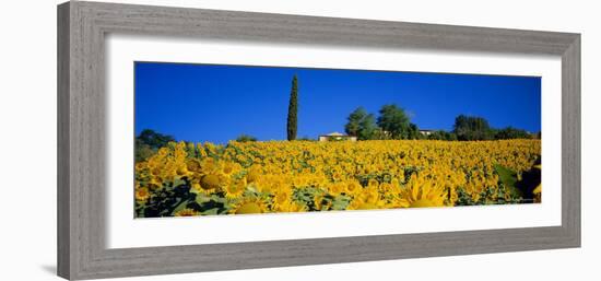 Sunflower Field, Tuscany, Italy, Europe-John Miller-Framed Photographic Print