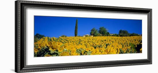 Sunflower Field, Tuscany, Italy, Europe-John Miller-Framed Photographic Print