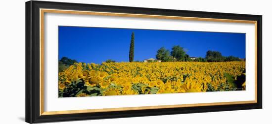 Sunflower Field, Tuscany, Italy, Europe-John Miller-Framed Photographic Print