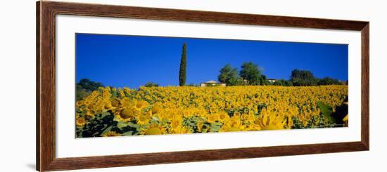 Sunflower Field, Tuscany, Italy, Europe-John Miller-Framed Photographic Print