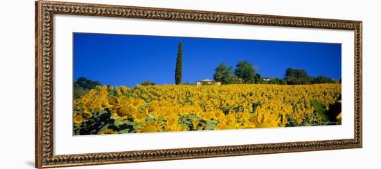 Sunflower Field, Tuscany, Italy, Europe-John Miller-Framed Photographic Print