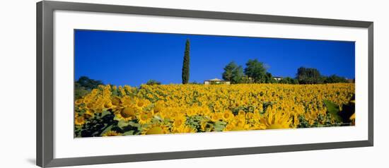 Sunflower Field, Tuscany, Italy, Europe-John Miller-Framed Photographic Print