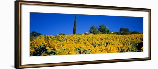 Sunflower Field, Tuscany, Italy, Europe-John Miller-Framed Photographic Print