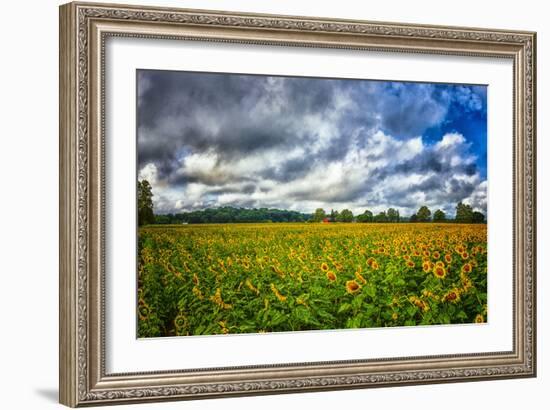 Sunflower Field-Robert Lott-Framed Art Print