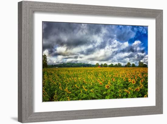 Sunflower Field-Robert Lott-Framed Art Print