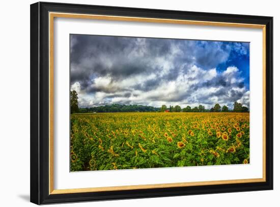 Sunflower Field-Robert Lott-Framed Art Print