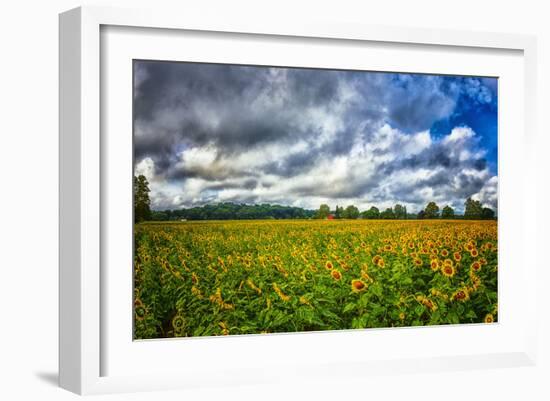 Sunflower Field-Robert Lott-Framed Art Print