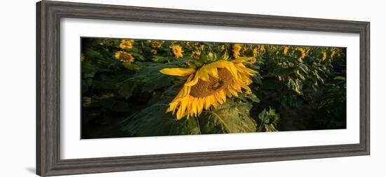 Sunflower Field-Steve Gadomski-Framed Photographic Print