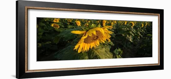 Sunflower Field-Steve Gadomski-Framed Photographic Print