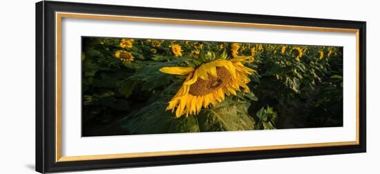 Sunflower Field-Steve Gadomski-Framed Photographic Print