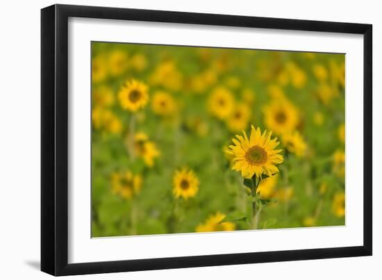 Sunflower Field-Cora Niele-Framed Giclee Print