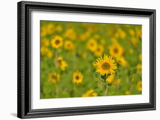 Sunflower Field-Cora Niele-Framed Giclee Print