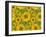 Sunflower Field-Cora Niele-Framed Giclee Print