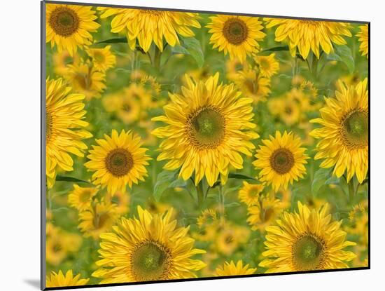 Sunflower Field-Cora Niele-Mounted Giclee Print