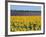 Sunflower Fields, Provence, France-Steve Vidler-Framed Photographic Print