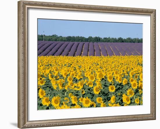 Sunflower Fields, Provence, France-Steve Vidler-Framed Photographic Print