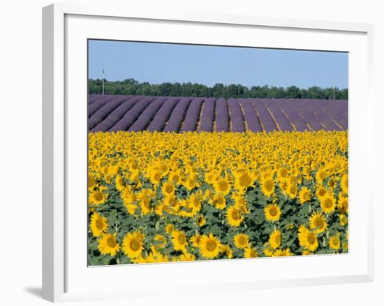 Sunflower Fields, Provence, France-Steve Vidler-Framed Photographic Print