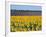 Sunflower Fields, Provence, France-Steve Vidler-Framed Photographic Print