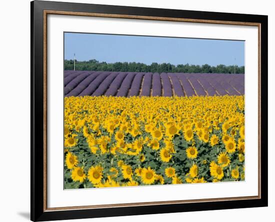 Sunflower Fields, Provence, France-Steve Vidler-Framed Photographic Print