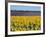 Sunflower Fields, Provence, France-Steve Vidler-Framed Photographic Print