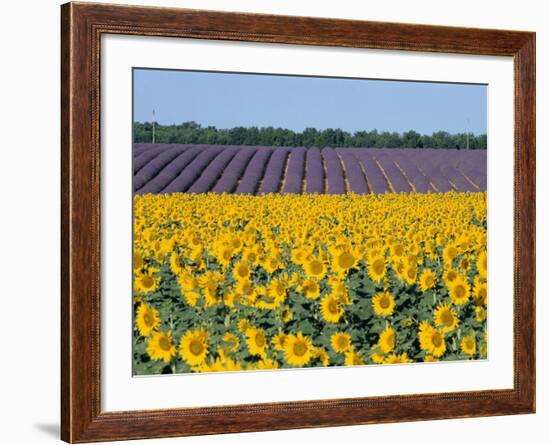 Sunflower Fields, Provence, France-Steve Vidler-Framed Photographic Print