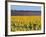 Sunflower Fields, Provence, France-Steve Vidler-Framed Photographic Print