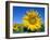 Sunflower Fields, Provence, France-Steve Vidler-Framed Photographic Print