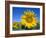 Sunflower Fields, Provence, France-Steve Vidler-Framed Photographic Print