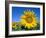 Sunflower Fields, Provence, France-Steve Vidler-Framed Photographic Print