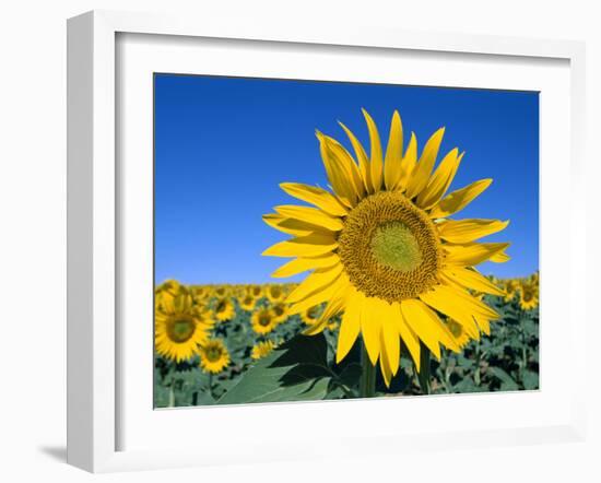 Sunflower Fields, Provence, France-Steve Vidler-Framed Photographic Print