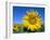 Sunflower Fields, Provence, France-Steve Vidler-Framed Photographic Print