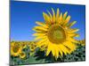 Sunflower Fields, Provence, France-Steve Vidler-Mounted Photographic Print