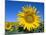 Sunflower Fields, Provence, France-Steve Vidler-Mounted Photographic Print