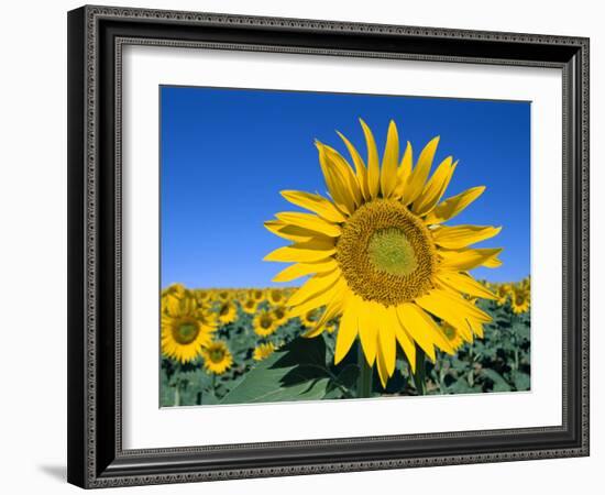 Sunflower Fields, Provence, France-Steve Vidler-Framed Photographic Print