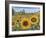 Sunflower Fields-Carissa Luminess-Framed Giclee Print