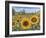 Sunflower Fields-Carissa Luminess-Framed Giclee Print