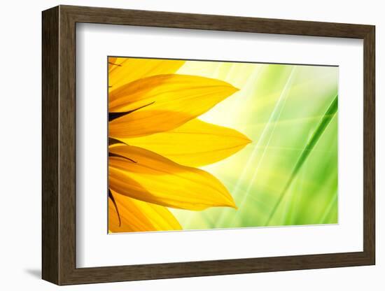 Sunflower Flower over over Green Floral Background-logoboom-Framed Photographic Print