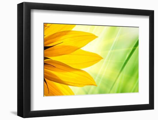 Sunflower Flower over over Green Floral Background-logoboom-Framed Photographic Print