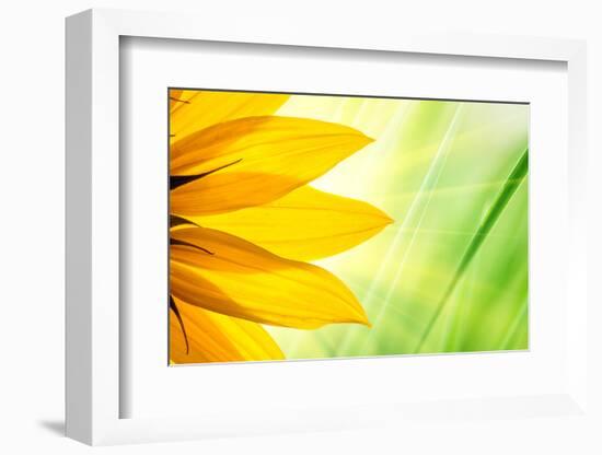 Sunflower Flower over over Green Floral Background-logoboom-Framed Photographic Print