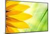 Sunflower Flower over over Green Floral Background-logoboom-Mounted Photographic Print