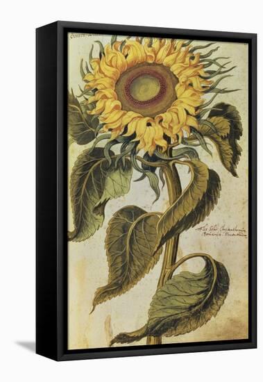 Sunflower. from 'Camerarius Florilegium'-Joachim Camerarius-Framed Premier Image Canvas