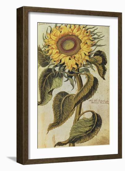 Sunflower. from 'Camerarius Florilegium'-Joachim Camerarius-Framed Giclee Print