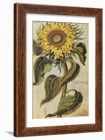 Sunflower. from 'Camerarius Florilegium'-Joachim Camerarius-Framed Giclee Print