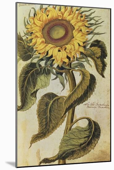 Sunflower. from 'Camerarius Florilegium'-Joachim Camerarius-Mounted Giclee Print