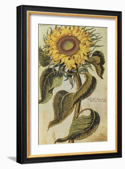Sunflower. from 'Camerarius Florilegium'-Joachim Camerarius-Framed Giclee Print